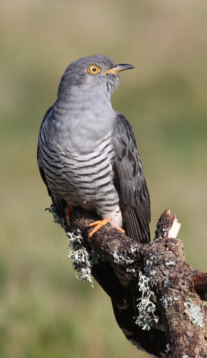 Spring visitor, a Cuckoo #birding #cuckoo #cuckoos #Spring2024 #birdlovers #birdwatchers #birdwatching #oiseau #pájaro #vögel @Natures_Voice @WildlifeMag @BBCSpringwatch #TwitterNatureCommunity #TwitterNaturePhotography #jessopsmoment #BirdsOfTwitter @WildlifeTrusts