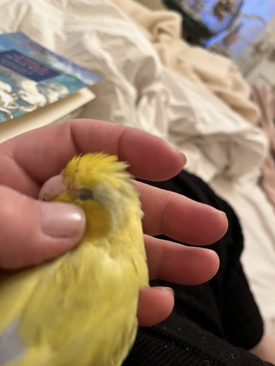 MichellepsychMD's tweet photo. @shouldhaveanima Parrotlets love head scritches: https://t.co/uS2DeJkyuz
