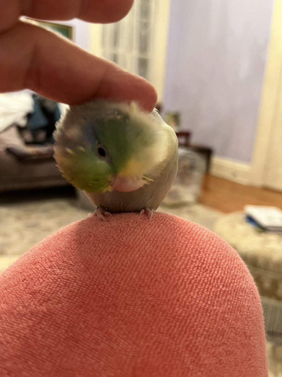 MichellepsychMD's tweet photo. @shouldhaveanima Parrotlets love head scritches: https://t.co/uS2DeJkyuz
