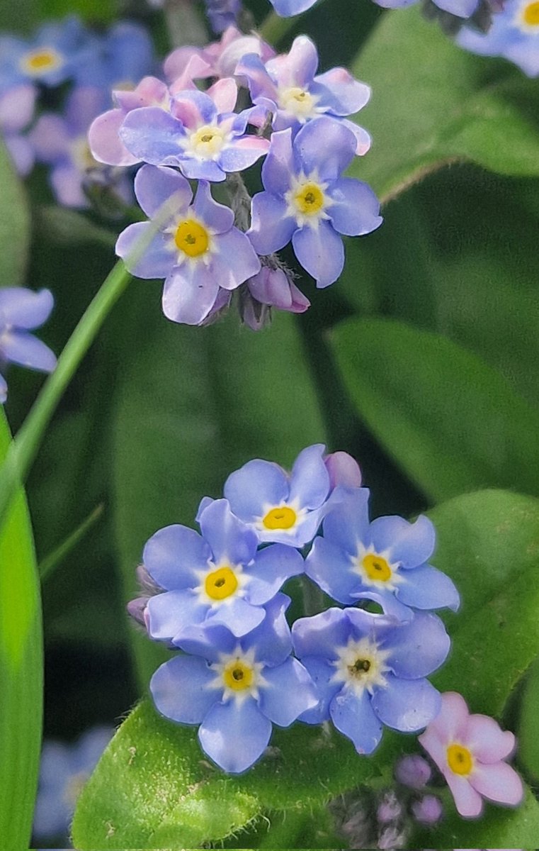 Forget-me-nots. Always remind me of my Grandad ❤️ #MacroMonday