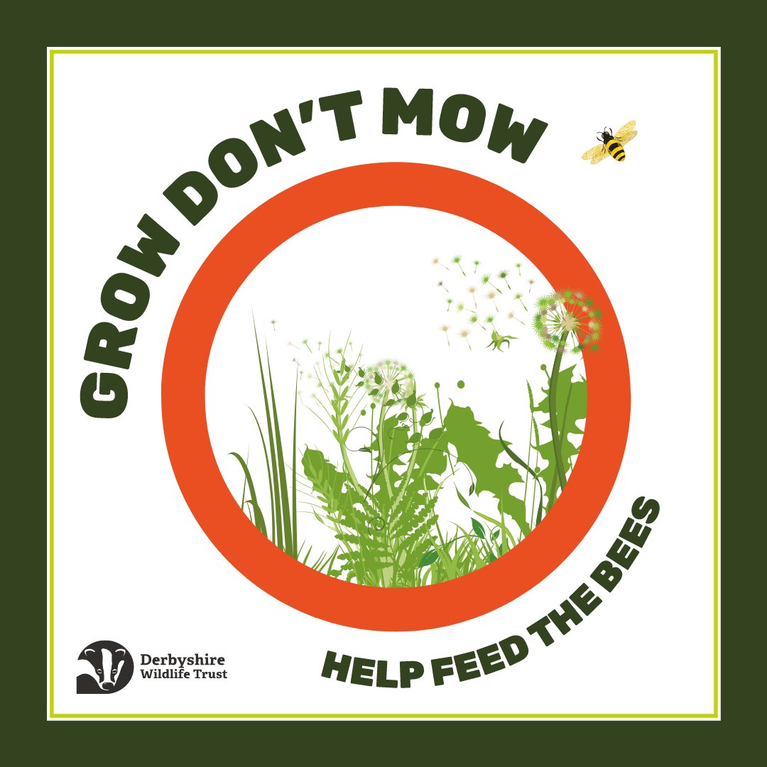 Help wildlife on your doorstep by locking away your mower with our Team Wilder's #GrowDontMow campaign! 🐝🐞🌻

Log your actions on our website here: pulse.ly/tatkqxpyn8

#wildlife #nature #uknature #ukwildlife #animals #derbyshirewildlife