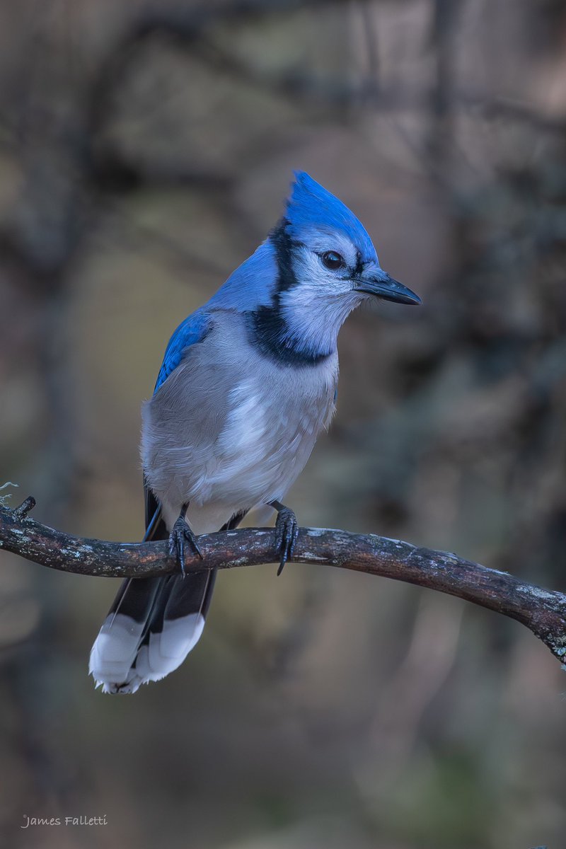 Blue Jay 🔎 Cyanocitta cristata #TwitterNatureCommunity #nikon #birdphotography #BirdsSeenIn2024 #BirdsOfTwitter #NaturePhotography #birds #birding @mybirdcards @nature_org @miajbirdkartoj @BirdWatchingMag