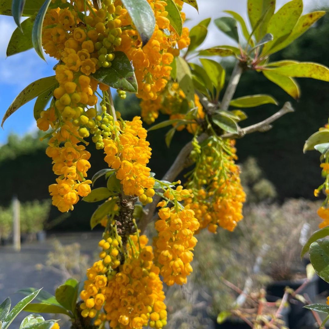 Looking for a unique evergreen shrub to elevate your next project? Berberis valdiviana is a rare jewel indeed, and not something that’s often found for sale. If you'd like to learn more, get in touch on 01189 326 495! #GardenDesign #RarePlants #BerberisValdiviana #HortusLoci