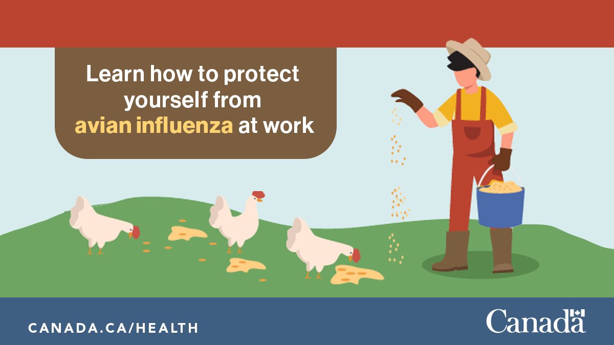 Check out the new @CCOHS tip sheet to help people who work with poultry and wildlife protect themselves from #AvianInfluenza. Find it here: ow.ly/bnI250QX2RR