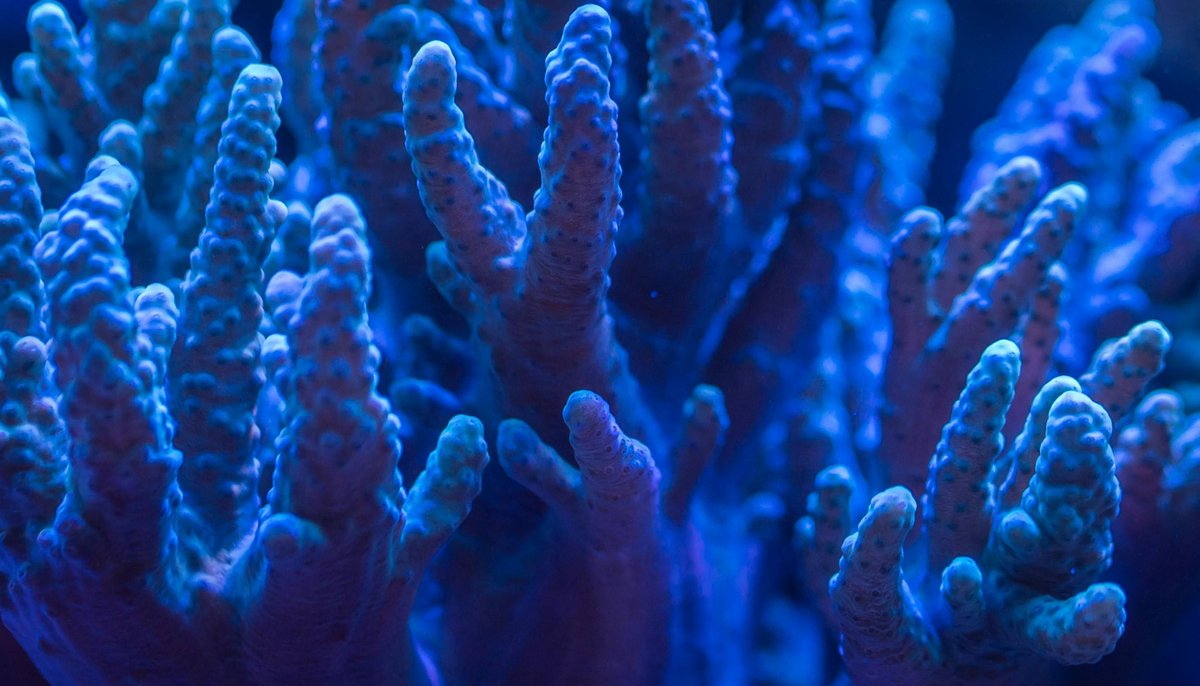 #didyouknow that corals reproduce only a few days in a year? Corals play a vital part in our ecosystem and by using cryopreservation, scientists are working to protect them before its too late. buff.ly/3LLyLqF #corals #biodiversity #cryopreservation