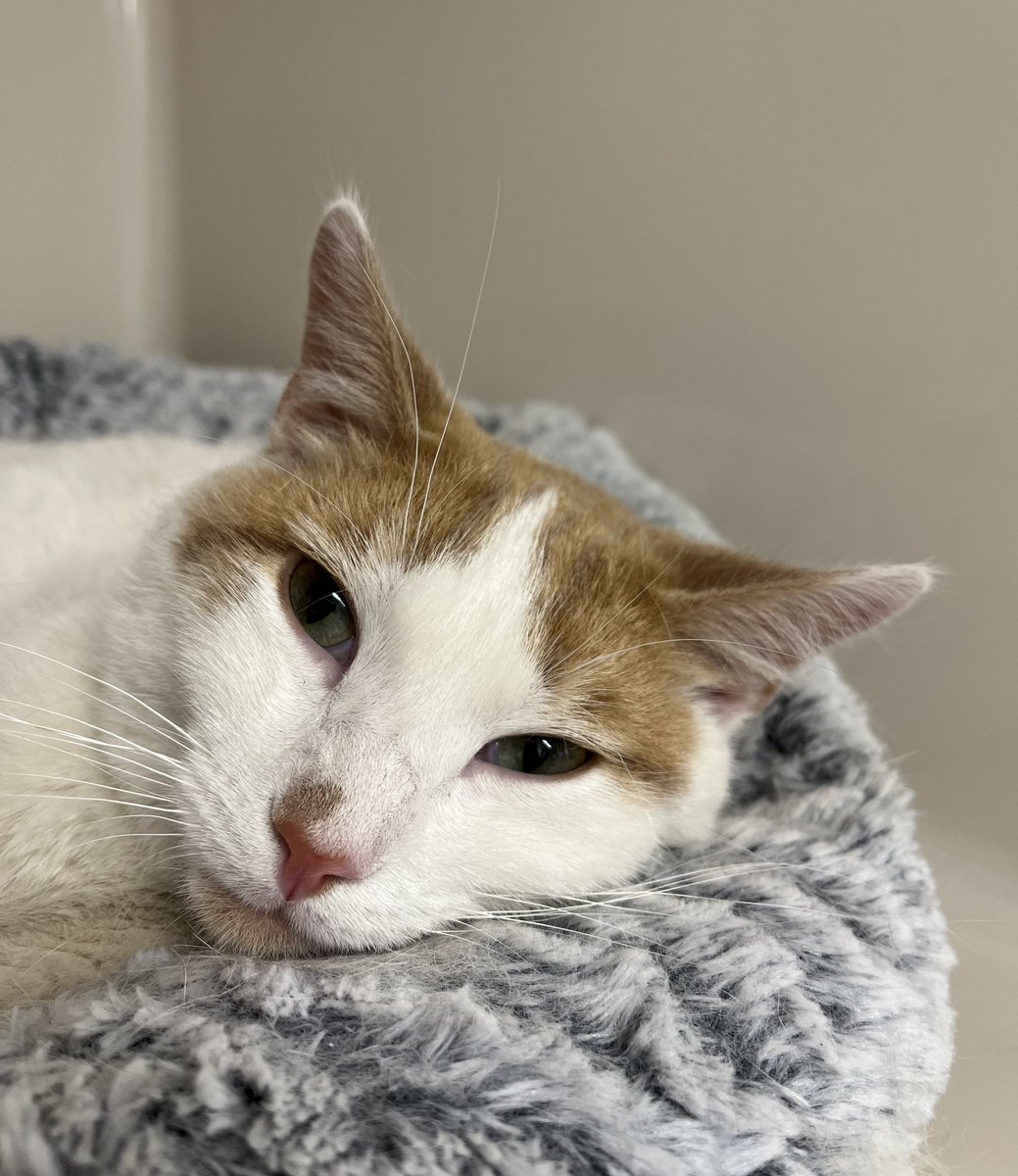 Chester is a calm boy with a bit of a playful side. He is quick to purr when pets come his way and snuggle time with a side of affection is his favorite combination. Chester would do well as an only cat or in a home with other gentle feline fur babies. #adoptablecat #rescuecat