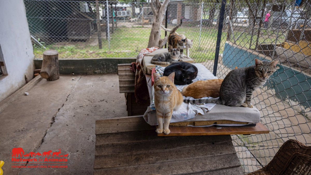 Our #GLAoK program is in action! Thanks to supporter donations, we helped our partners at #FriendAnimalFoundation in #Zimbabwe keep the power on for 460+ rescued animals. Together, we make a difference! PLEASE donate to continue this vital work: bit.ly/NFA_DONATE