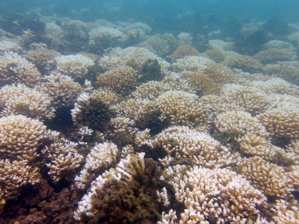 ETPNode's tweet photo. @Ecomares_ONG #Gorgona and #Utria Colombia have been affected differently. Massive corals bleached in Gorgona while branching ones survived but #Utria experiencing the most dramatic bleaching event ever registered in the Colombian Pacific. https://t.co/o1D4es4PUG