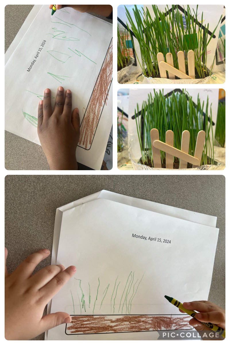 3K students are celebrating springtime by reading fiction and non-fiction books about spring as well as planting wheatgrass!   Last Monday, we planted wheatgrass.  Today, they observed and logged how much it grew!  It grew past the houses and fences they made!  #GrowYourOwn