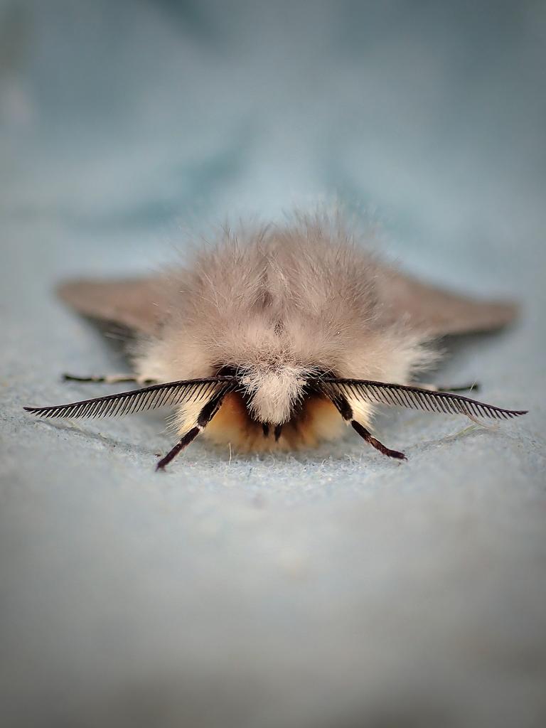 Aren't moths just the most adorable? 😍❤️ A gorgeous Muslin moth (Diaphora mendica) - interestingly, the females fly by day ☀️ while the males fly at night! 🌙✨ #MacroMonday #NatureBeauty #moth #wildlife #pollinators #naturelovers #insects #macrophotography #MothsMatter #nature