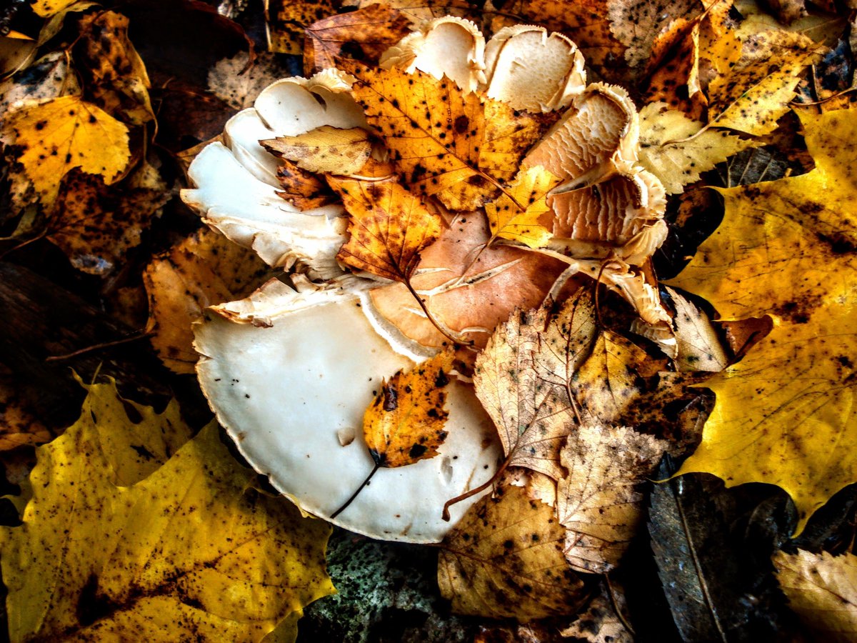 #fungi #mushrooms #photography