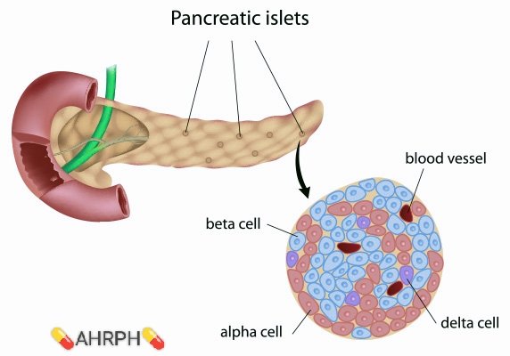 Islets of Langerhans release which of following hormone?
A. Epinephrine 
B. Calcitonin 
C. Insulin 
D. Progesterone
#MedX
#MedEd