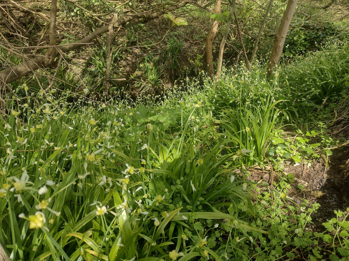 MAKAQueS_keys's tweet photo. Allium paradoxum, few-flowered garlic, is an invasive species from the Caucasus; I had recorded a few plants near this site in Oxford before, but now I  think I've found the mother lode! It's not easy to spot when it's not "flowering", so now's definitely the time to look for it. https://t.co/rC8BsNenUy