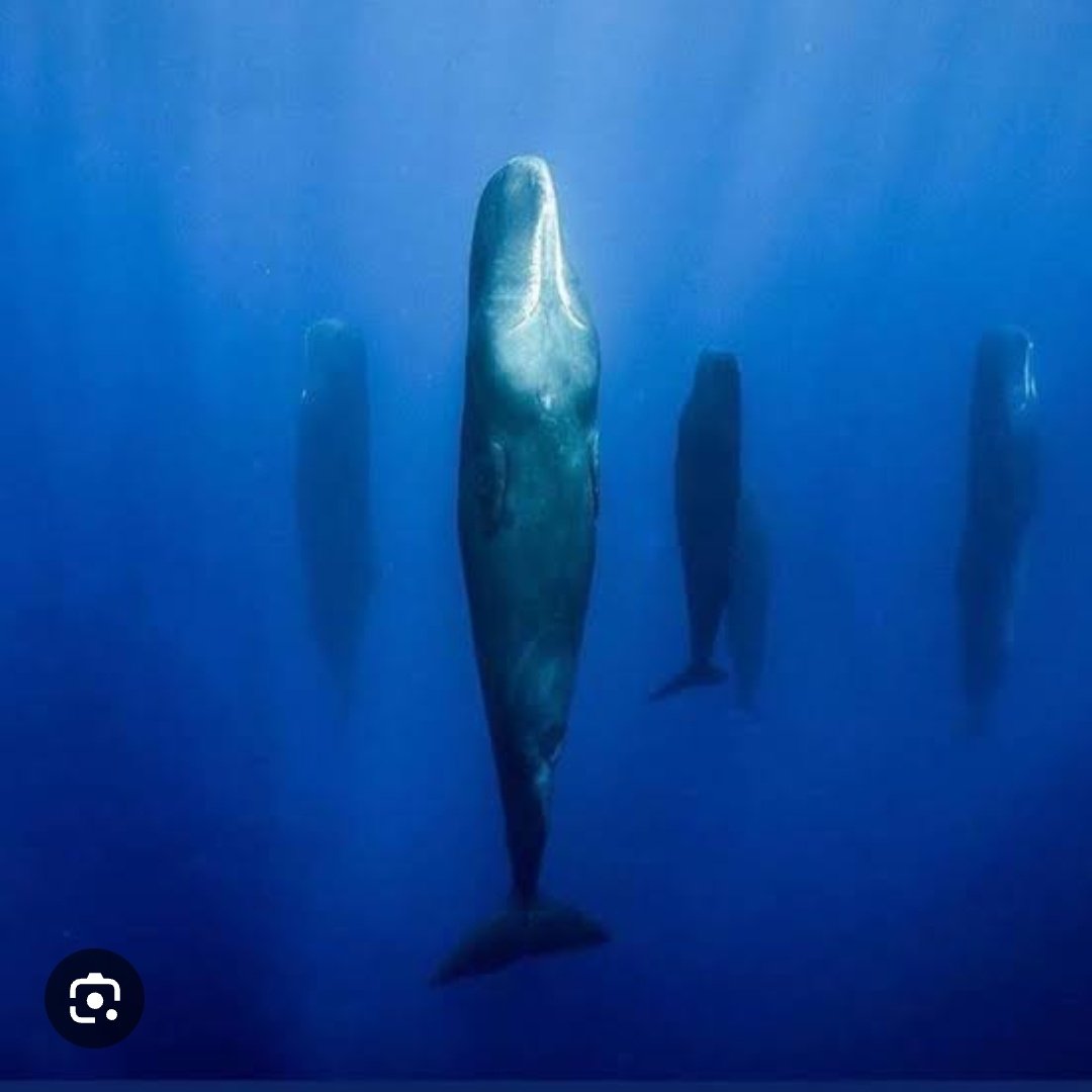 @gunsnrosesgirl3 Sperm whales sleeping vertically... r/oddlyterrifying - Sperm whales sleeping vertically...