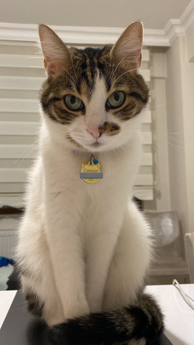 Adı: Casper
Yaş: 5
IQ: at-getir oynamayı biliyor
Mental: 3 yaşındaki şımarık erkek çocuğu
Fiziksel: veteriner platinli kolları için eskisi gibi olmayabilir dedi ama haksız çıkartmak adına at gibi koşup dolaplardan inmiyor