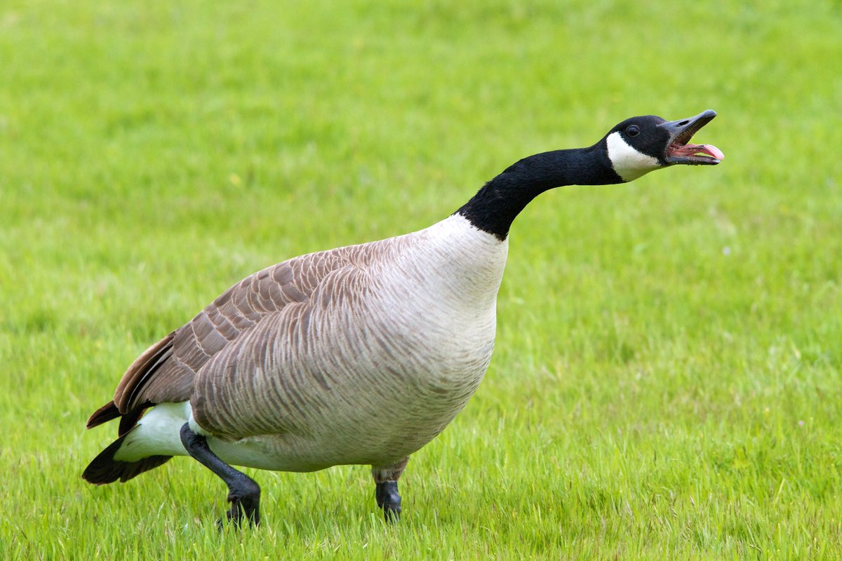 Everyone is talking about silly gooses but if you've ever met a Canada goose, you'd know they are quite serious. 

*hiss*

Goslings are starting to pop up in Michigan (not the Ryan variety). You've been warned.
