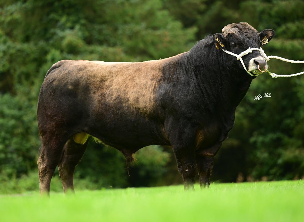 Deerpark Rowe (AU8953) calves are hitting the ground & thriving immediately

One of the highest index sires available across all traits and all breeds in Ireland

€208 replacement index
€143 terminal index
€181 dairy beef index

1.7% C.D. on beef cows
4.7% C.D. on beef heifers