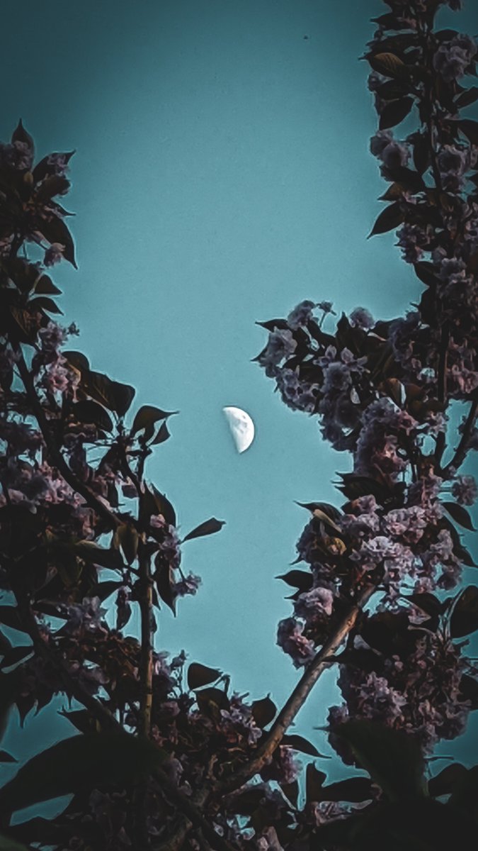 Flowery moon  🌸🌓
#moon #cherryblossom #blossom #spring #nature