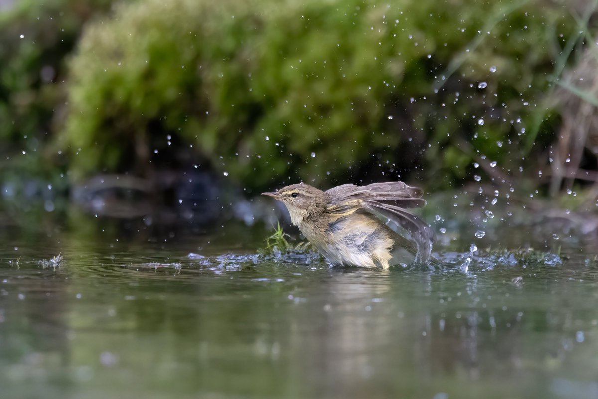 Chiffchaff bath, Lemelerberg, Holland #birdphotography #BirdsOfTwitter #birdwatching #BBCWildlifePOTD #NaturePhotography #wildlifephotography #wildlife #TwitterNatureCommunity #BirdTwitter #BirdsOfTwitter #ThePhotoHour #TwitterNaturePhotography #chiffchaff #lemelerberg #Birdland