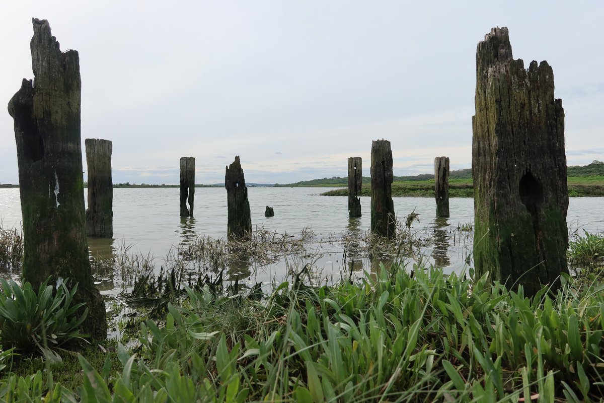 Stumpage: the remnants of Salvation Army Wharf, built in the late 19th century to serve their nearby colony & brickworks. From a quiet Sunday walk along Benfleet Creek, with Canvey Island low on the horizon.