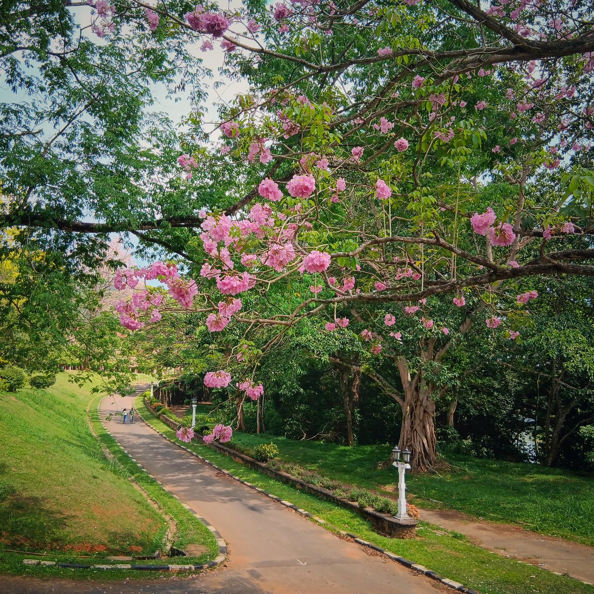 KeechBeech's tweet photo. R O B A R O S I Y A 🌸 
@UniversityofPeradeniya 

#season #blossoms #blooms #naturewonders #beauty
#colors #theraputic #lka🇱🇰 https://t.co/NbGXLCS9H9