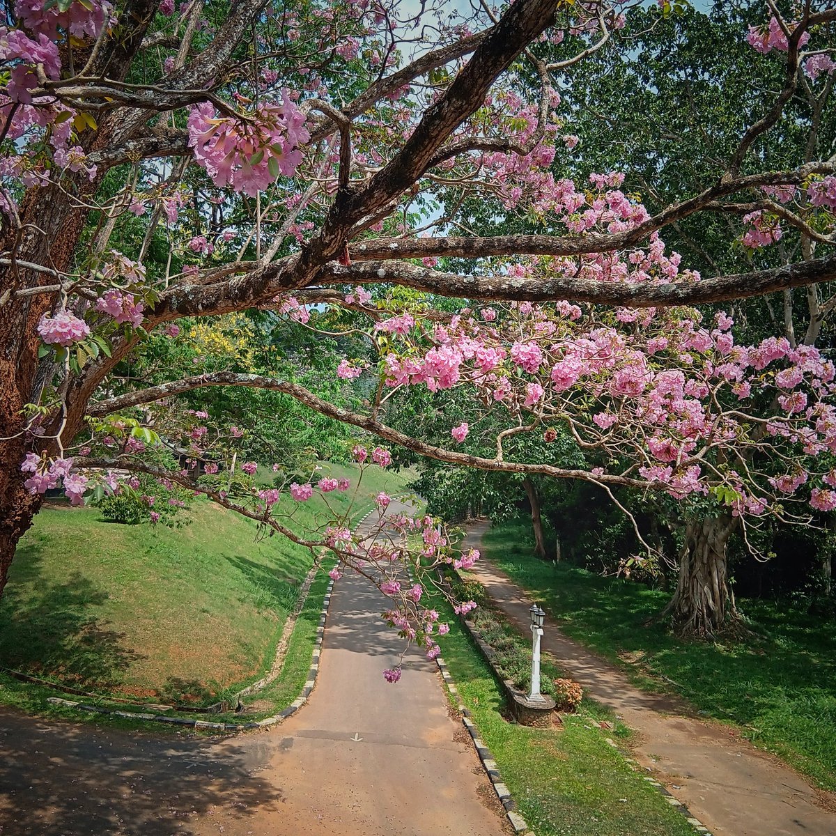 KeechBeech's tweet photo. R O B A R O S I Y A 🌸 
@UniversityofPeradeniya 

#season #blossoms #blooms #naturewonders #beauty
#colors #theraputic #lka🇱🇰 https://t.co/NbGXLCS9H9