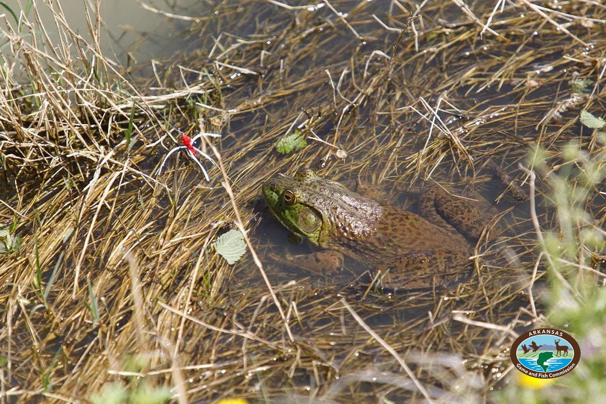 🐸 Arkansas bullfrog season underway LITTLE ROCK – If you’re looking for a reason to be happy this Tax Day, you might want to celebrate with one of Arkansas’s quirkiest outdoor occasions. Bullfrog season is open and will run through Dec. 31, 2024. 🗞️ bit.ly/4aBhzhR