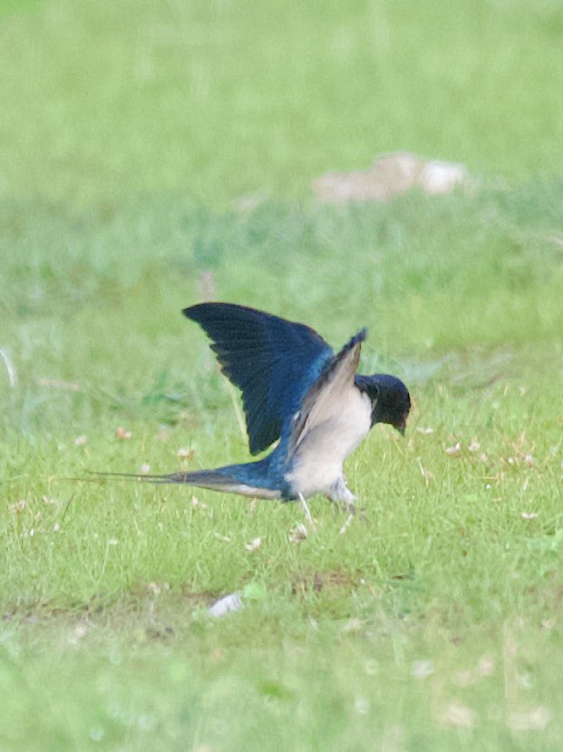 Barn swallow - Hirundo rustica - Kır kırlangıcı 

#birdphotography #birdwatching #BirdsSeenIn2024 #BirdsOfX #nature撮影会 #naturelovers #birding #gardenphotography #NaturePhotography #naturetherapy #Sigmaライバー #wildlifephotography #nikonphotography #nikonz6ii #hangitür