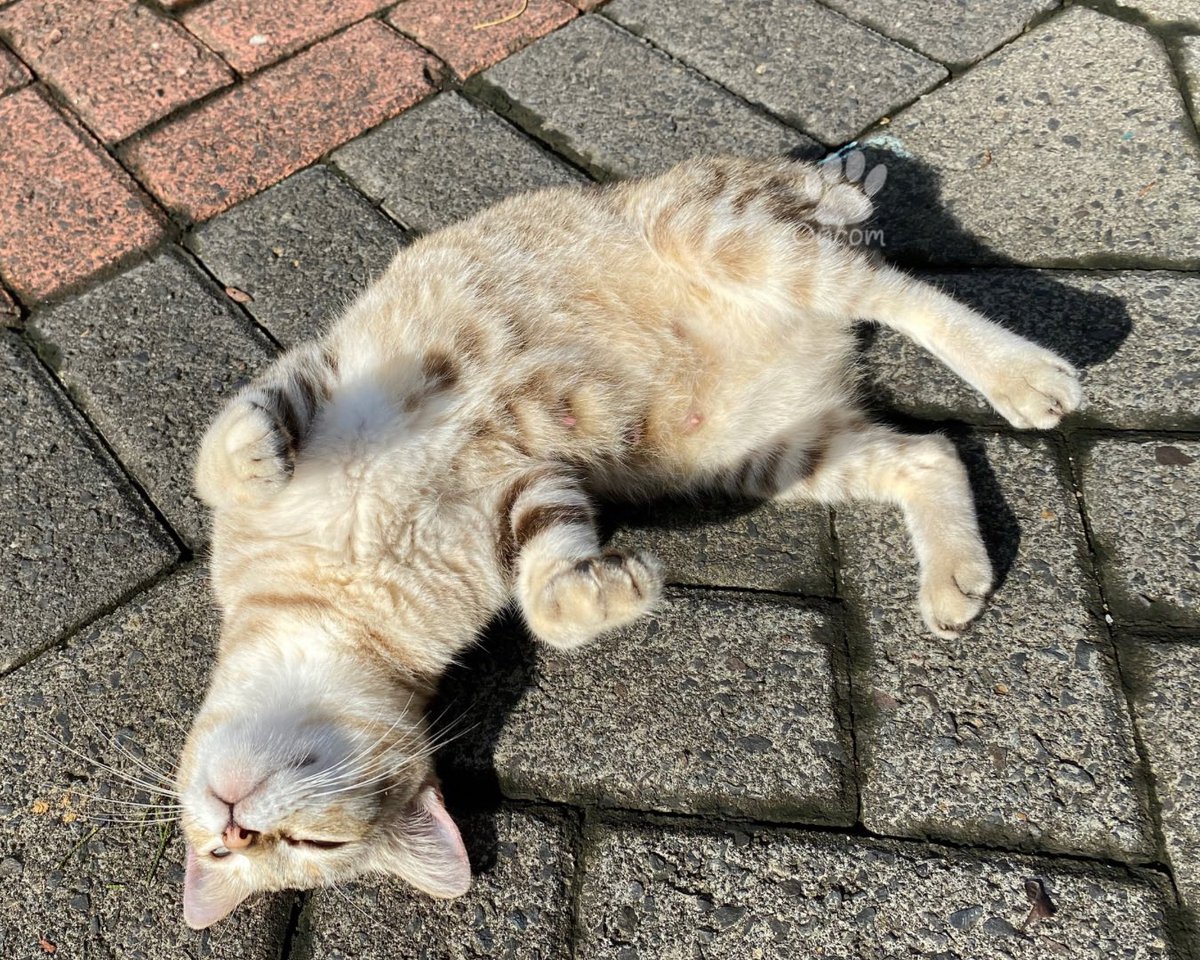 amrysdeo's tweet photo. @convomf 11🐱 https://t.co/FN0fmAqBZx
