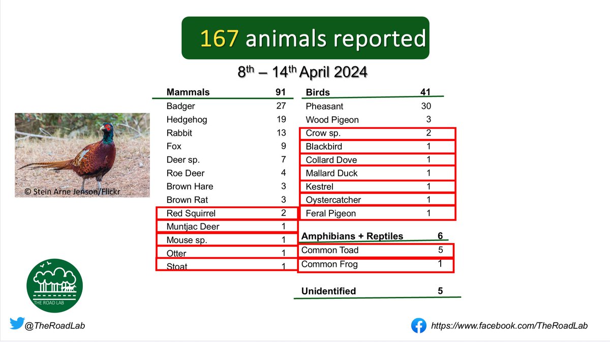 The weekly #roadkillreport is out! 165 animals reported last week, with Pheasant at the top! Unusual spots include an Oystercatcher, Otter, Stoat, Frog, Kestrel & Toads, Red Squirrels & Muntjac Deer. Seen roadkill? Report it at buff.ly/47cIDTa #roadecology #ukwildlife