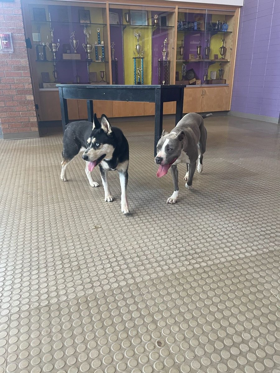 sabino_highschool tweet media