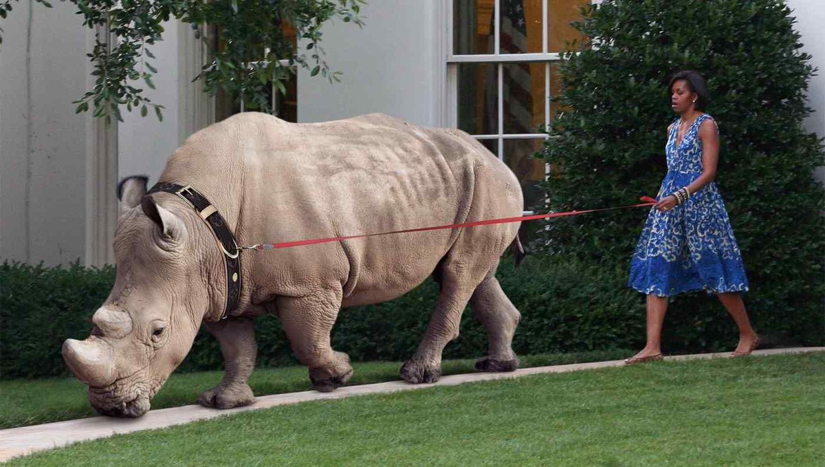 @QueenAnticommie That’s no fair.  Because my service animals is a rhinoceros, and the airlines said they wouldn’t accept him on the plane. Here’s my girlfriend taking Dino out for a walk.