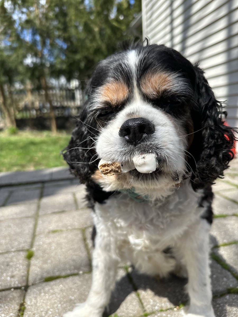 Dexter the Angel Cavalier😇💙🪽🌈 tweet media