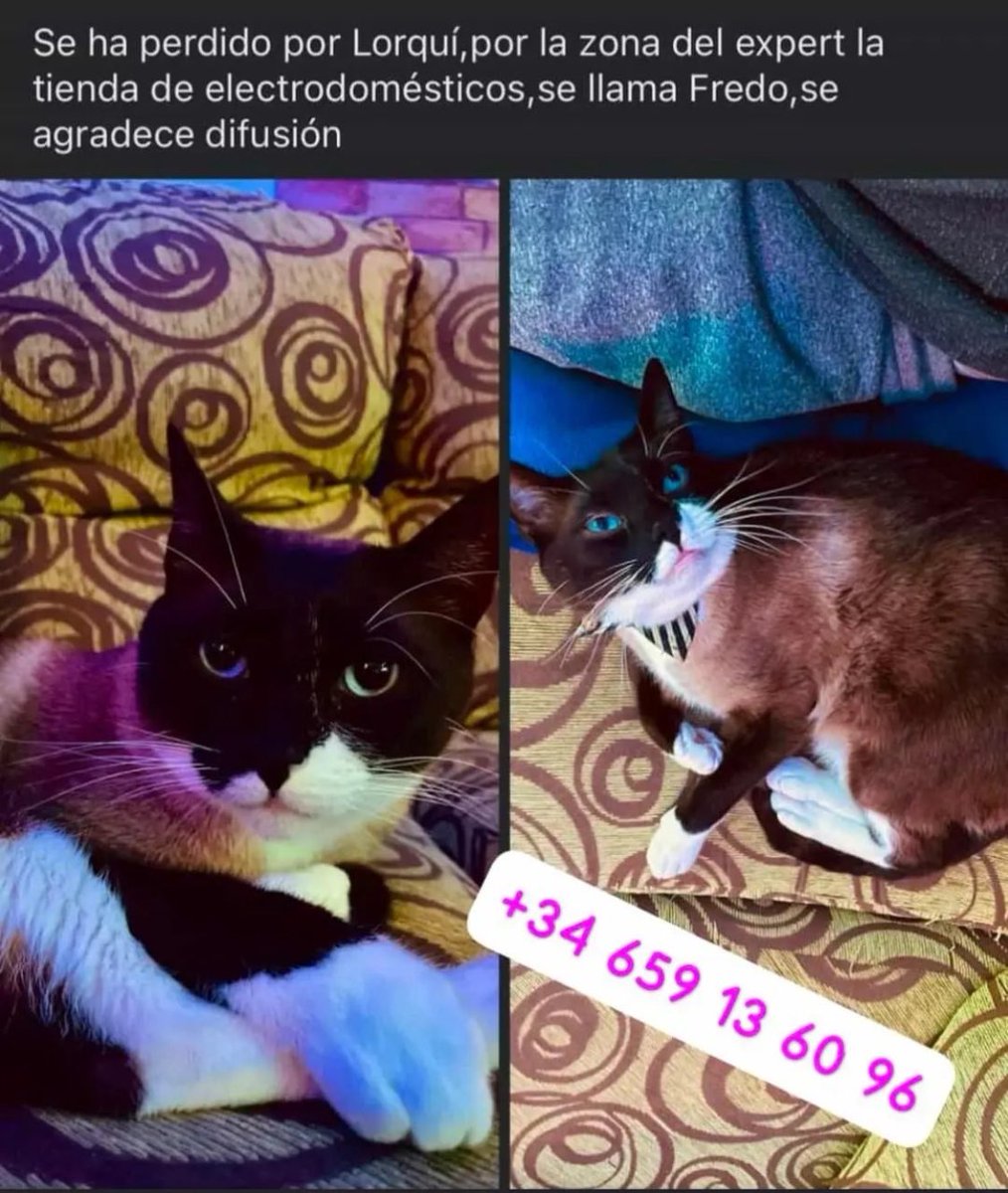 Hola,se ha perdido mi gato,zona Lorquí Murcia, se agradece difusión.
