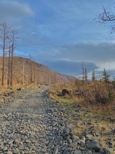 Photo By Daria Shchukina | Unsplash 
 #road #roadbike #christmastree #gravel #gravelbike