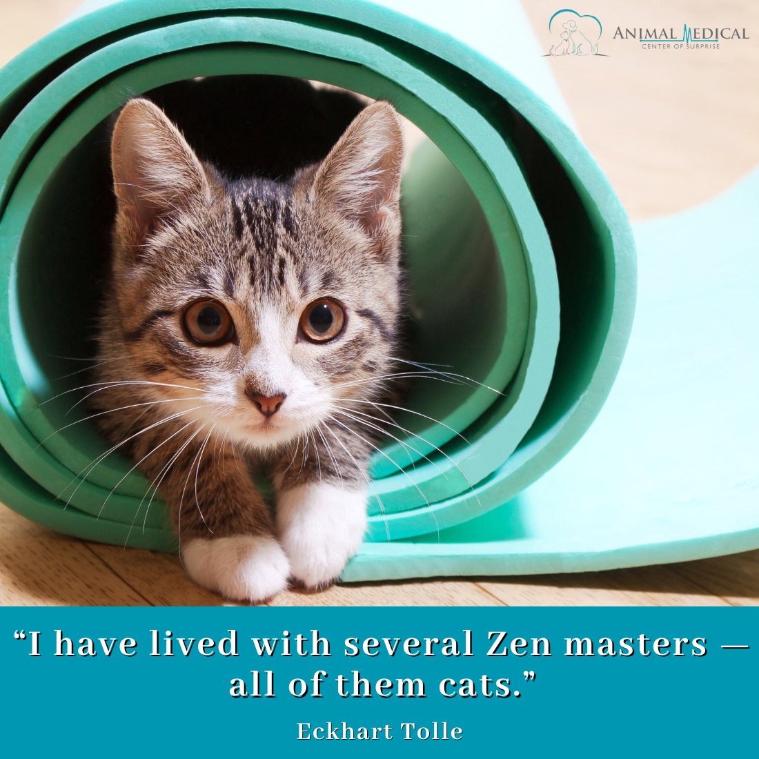 Namaste. 🧘‍♀️😸

#AnimalMedicalCenter #SurpriseAZ #veterinarymedicine #veterinarian #CatQuotes #PetLove #AnimalFriends #QuotesAboutCats #AnimalLovers #PetQuotes #FriendsWithAnimals #LoveForPets #AnimalCompanions #QuotesForAnimals