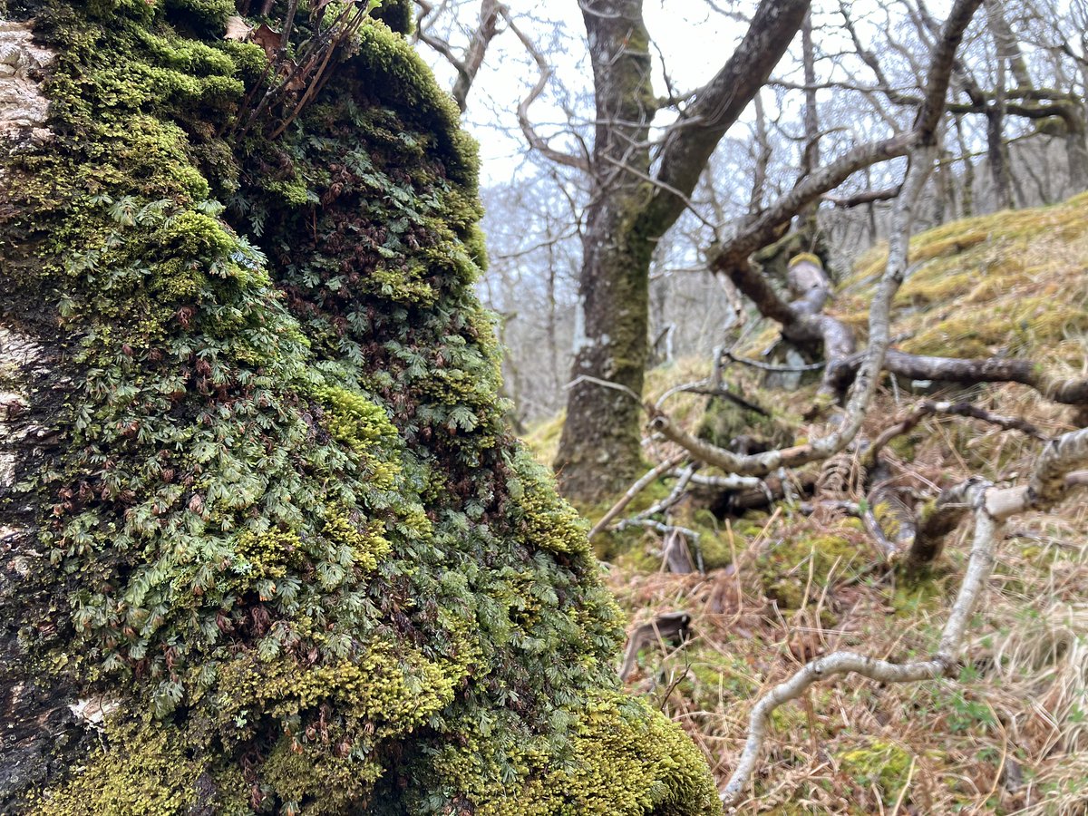 Really pleased to finally find myself some Tunbridge filmy fern (Hymenophyllum tunbrigense) out in Morvern. The bluish tint, deeply divided lobes, veins stopping just before the edge of the leaf & those lovely, jagged indusium valves!