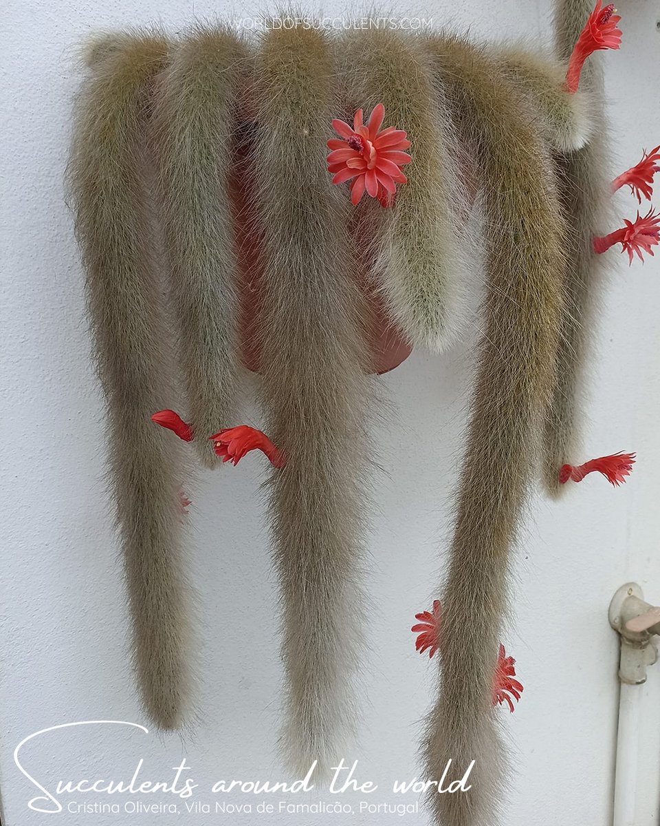 Cleistocactus winteri subsp. colademono (Monkey's Tail) aka Cleistocactus colademononis
Plant profile: worldofsucculents.com/cleistocactus-…

#worldofsucculents #succupedia #succulentsaroundtheworld #cleistocactus #cleistocactuswinteri #cleistocactuscolademononis #succulent #cactus #cacti