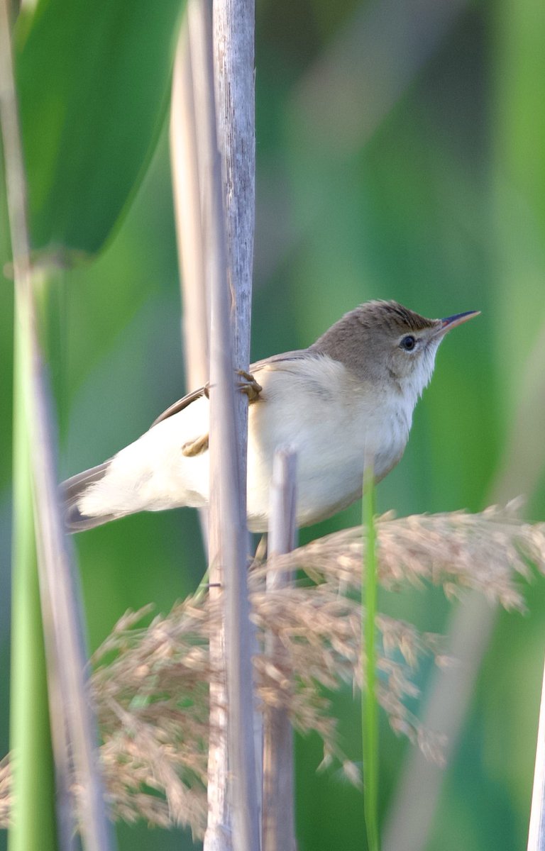 Reed warbler - Acrocephalus scirpaceus - Saz kamışçını

#BirdsSeenIn2024 #birdphotography #birdwatching #birdsofX #BIRDSTORY #NaturePhotography #naturelover #naturetherapy #GardenersWorld #GardeningX #wildlifephotography #nikonphotography #SigmaFP #NikonZ6ii #hangitür