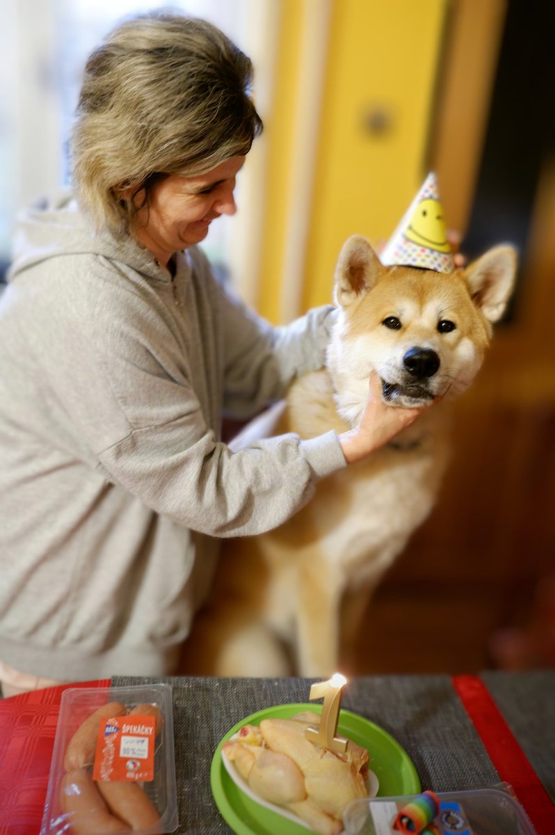 Naše čtvrté dítě slaví první narozeniny. 🙂#akita #akitainu