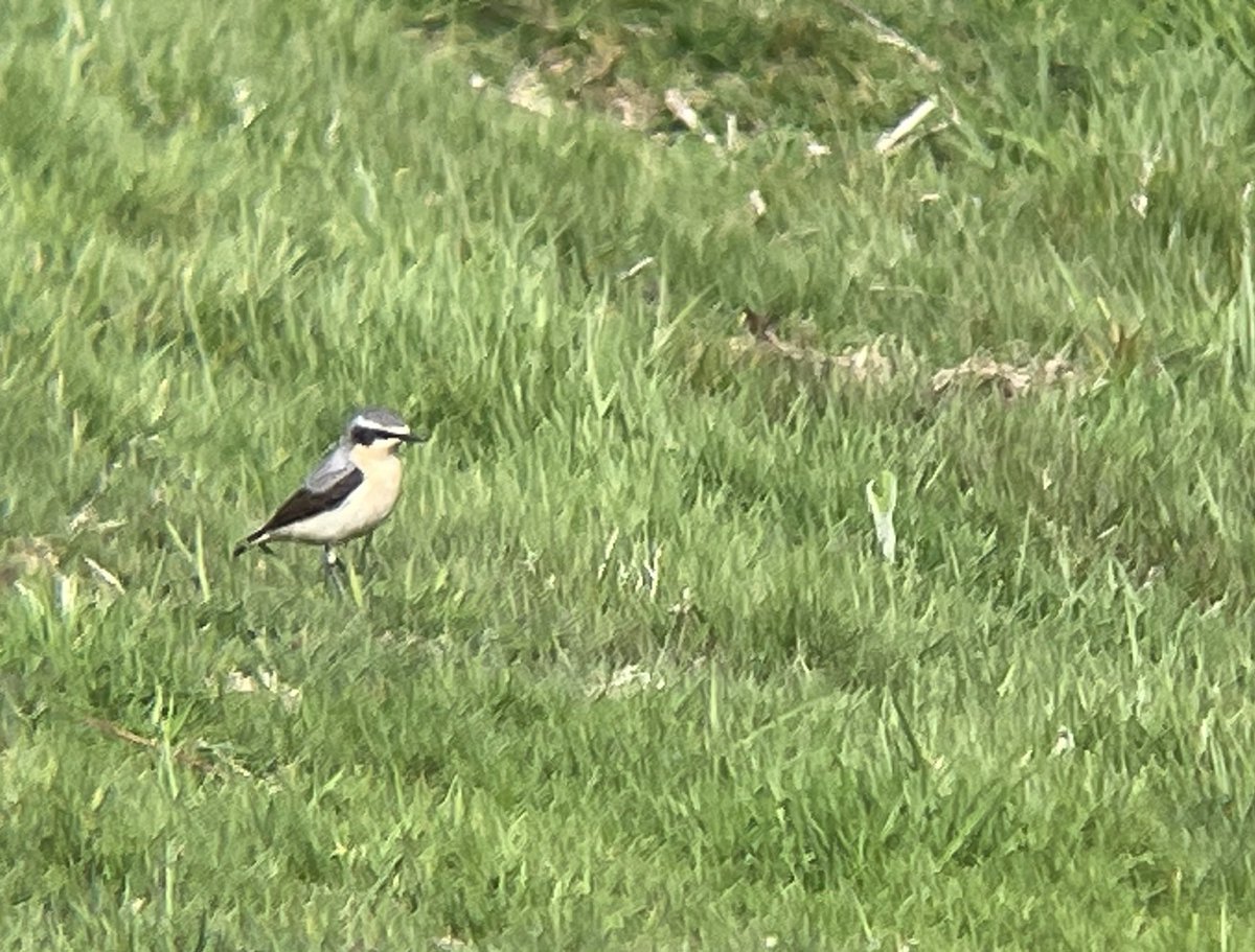 1 Wheatear late this afternoon at the top of Happy Valley/Table Hill, The Malvern Hills.