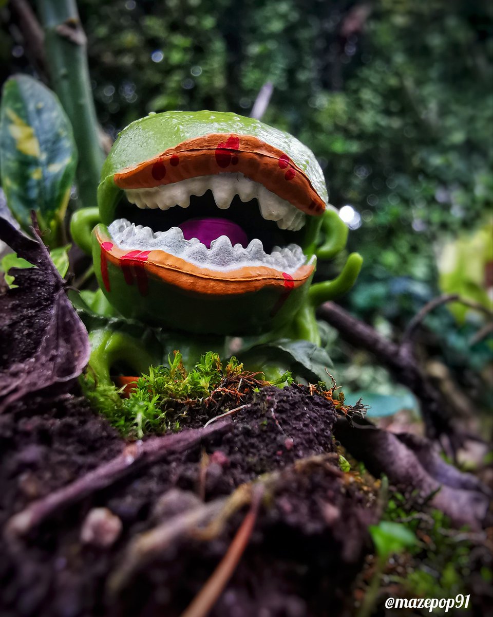 ' I can grow up big and strong. '
 ~AudreyII~

👑@OriginalFunko @FunkoEurope
📸#FunkoPhotoADayChallenge 
📱#FOTW #FOTM
🤳#FunkoFunatic
🤗#FunkoFamily
📦#FunkoUnboxed
❤️#Funko
🌱#LittleShopOfHorrors