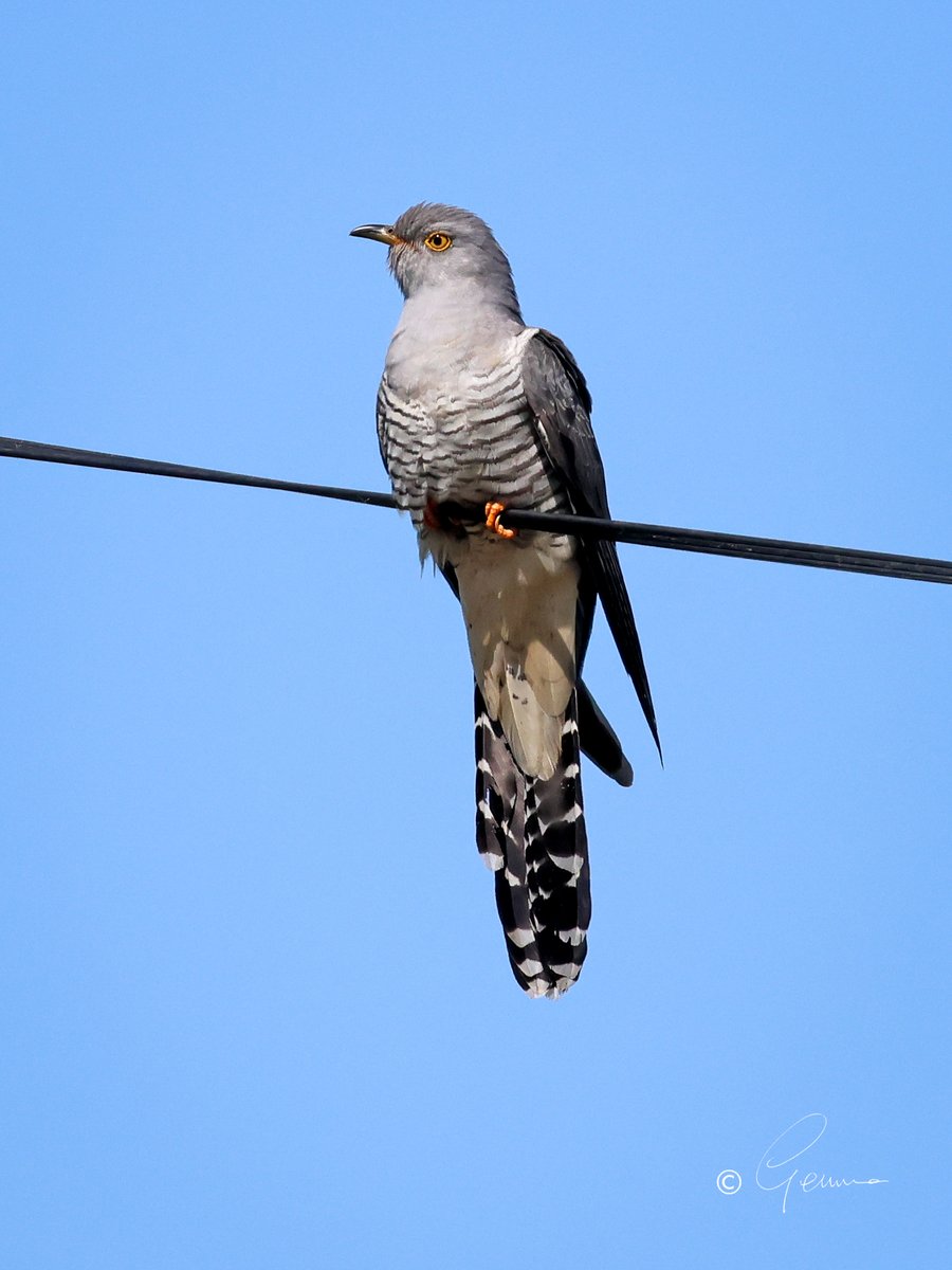 Common Cuckoo, Algarve.