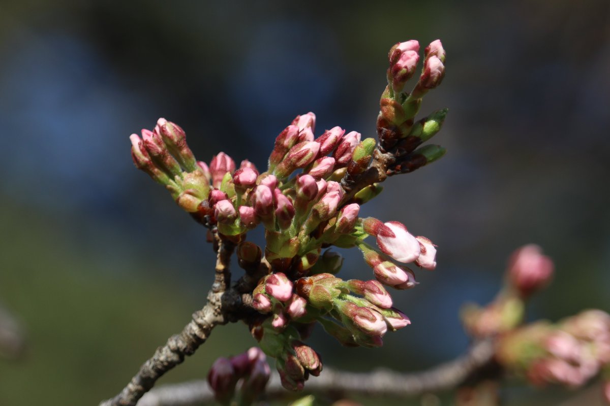 HighParkNC's tweet photo. 🌸🌸🌸 Exciting Cherry Blossom Update: We expect the blossoms in High Park to reach Peak Bloom on Monday, April 22. 🌸🌸🌸 #HighPark #CherryBlossoms #CherryBlossomTO https://t.co/hKvXd3N2b4