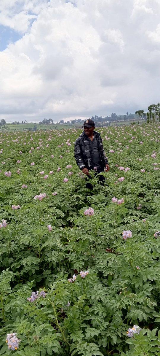 BonfaceNdege's tweet photo. Planted with Yara Mila Power topdressed with Microp tpdressing and Yara Winner sprayed with Yara Vita CROPBOOST #MboleaNiyra @YaraKenya @diangaronald @Billngeno @patrick https://t.co/FN9UQz3VI1