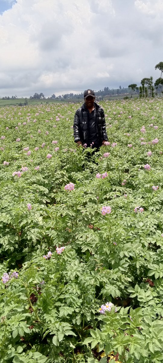 BonfaceNdege's tweet photo. Planted with Yara Mila Power topdressed with Microp tpdressing and Yara Winner sprayed with Yara Vita CROPBOOST #MboleaNiyra @YaraKenya @diangaronald @Billngeno @patrick https://t.co/FN9UQz3VI1