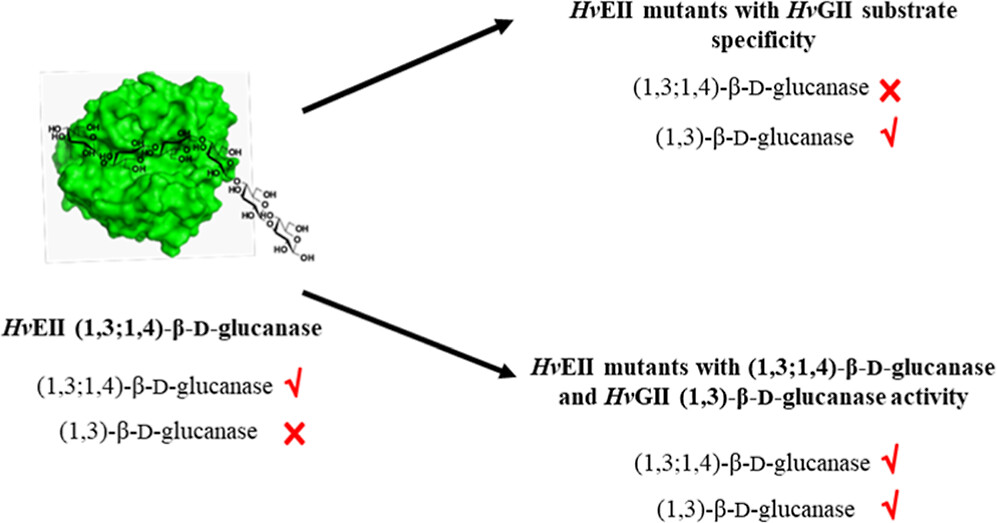 A three-continent collaboration explores the potential convergent evolution of glucanases, critical for grain germination in barley. pubs.acs.org/doi/10.1021/ac… #glycotime #plantbiochemistry #proteinevolution @KTHuniversity @TaipeiMedicalU @uniofadelaide @IBMResearch @AucklandUni