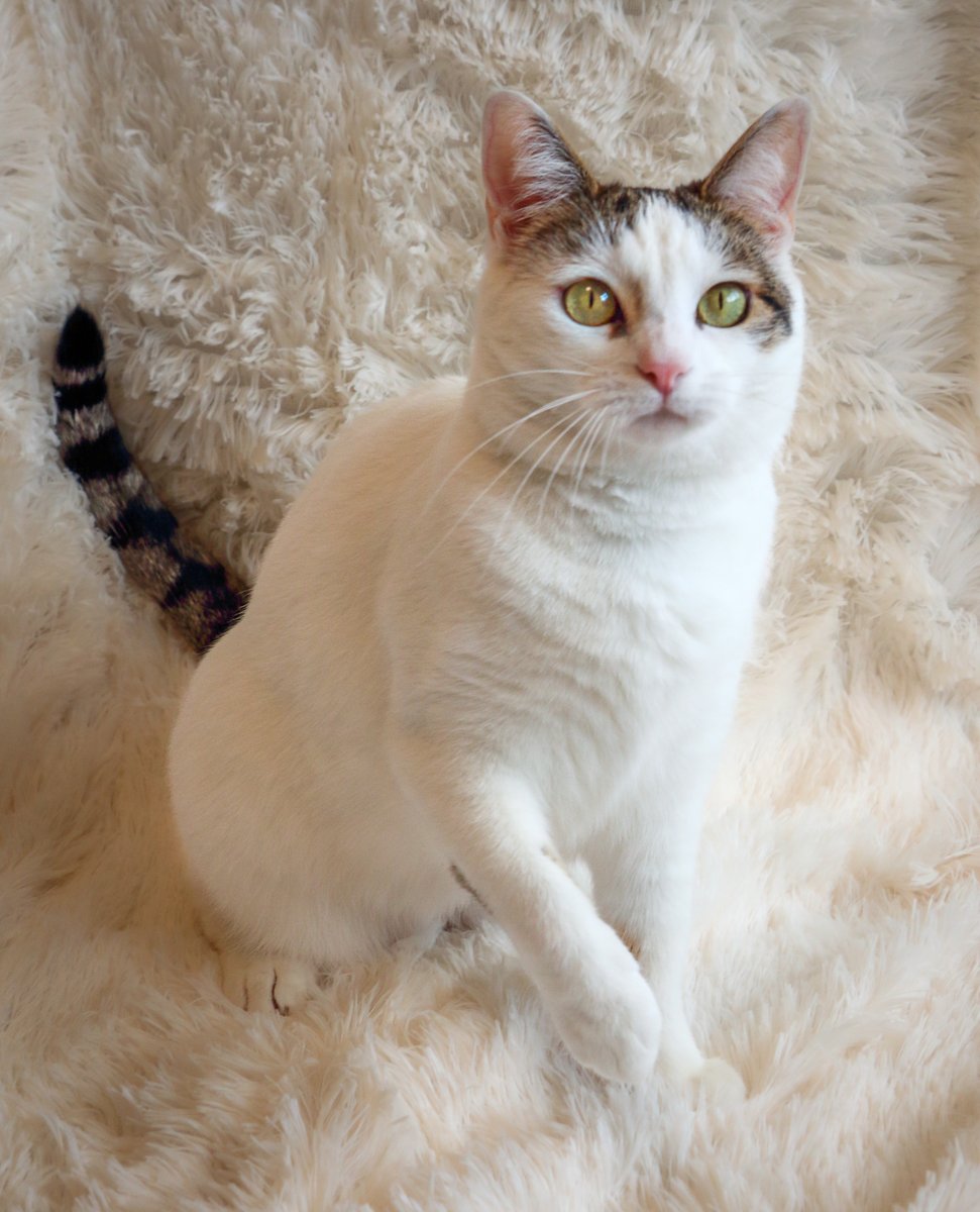 #SanFrancisco, CA: Hi, I'm BLANQUITA (CP), a happy & playful kitty born in May 2020! I’m also easy-going and affectionate. I like to snuggle on laps and sleep on the foot of your bed. I'm good with other cats... adoptrescuecatsinca.com #RehomeHour #US #cats #adopt #adoptdontshop