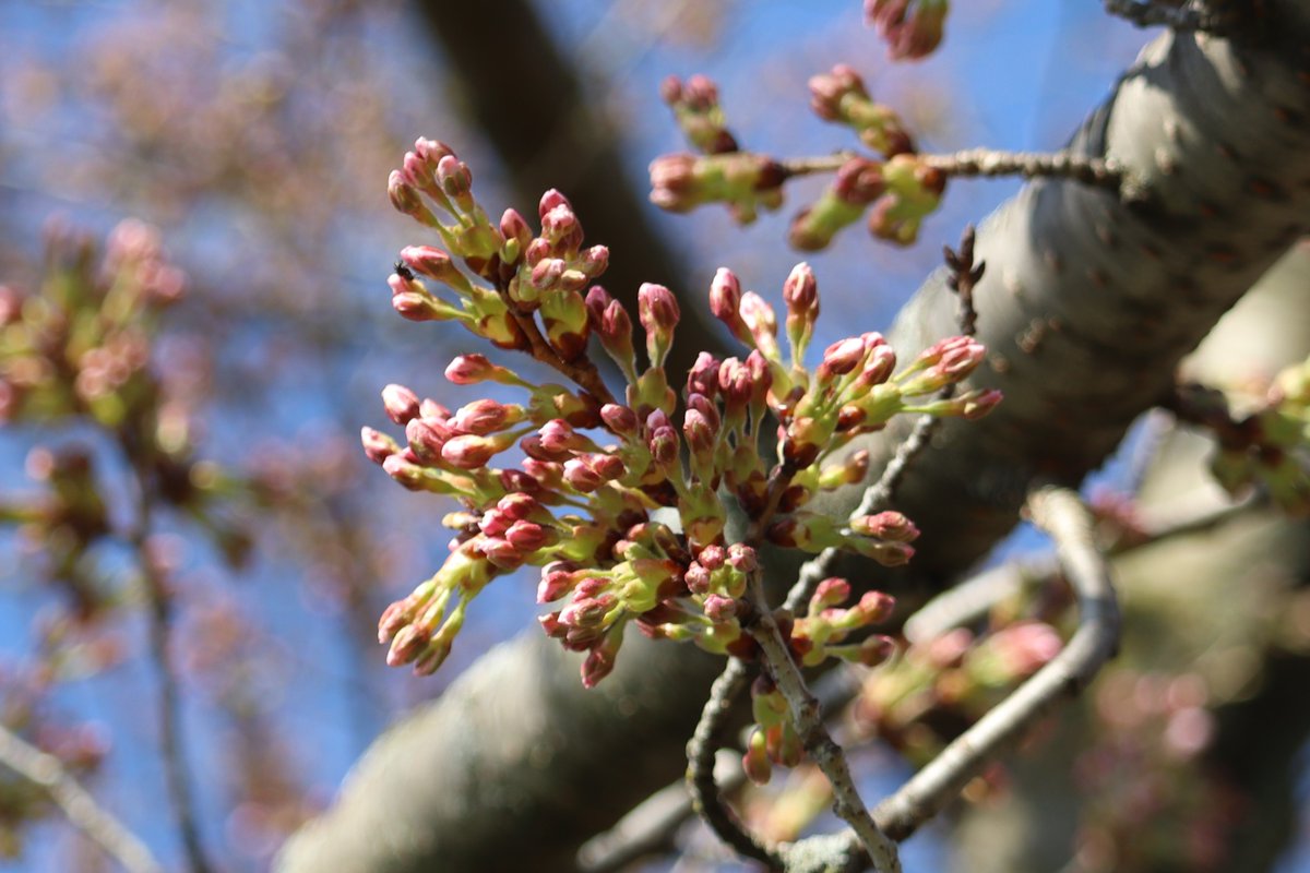 HighParkNC's tweet photo. 🌸🌸🌸 Exciting Cherry Blossom Update: We expect the blossoms in High Park to reach Peak Bloom on Monday, April 22. 🌸🌸🌸 #HighPark #CherryBlossoms #CherryBlossomTO https://t.co/hKvXd3N2b4