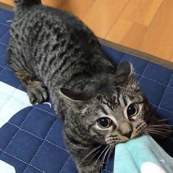 DontShowYourCat's tweet photo. tug'o'war https://t.co/ZEHJmSyr0k